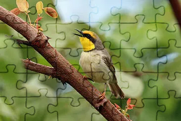 Eremomela collonero jigsaw puzzle