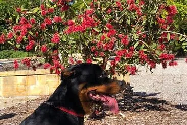 Sayphyr et les fleurs