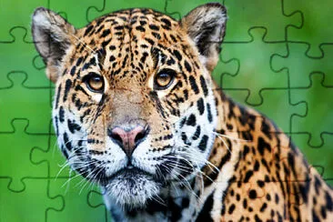 animais do cerrado jigsaw puzzle