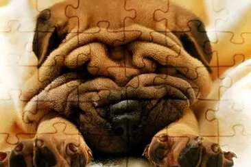 Sharpei jigsaw puzzle