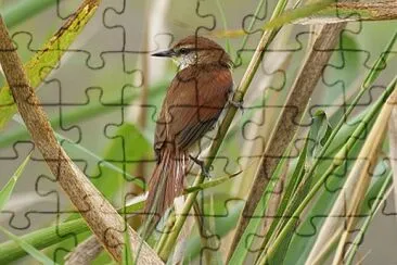 Certhiaxis cinnamomeus jigsaw puzzle