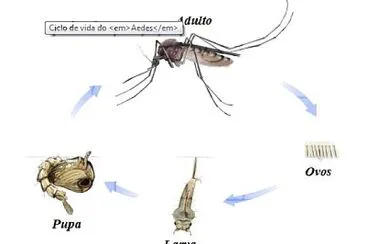 Aedes Aegypti jigsaw puzzle