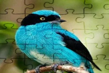 natural jigsaw puzzle