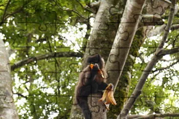 פאזל של Macaco comendo banana