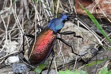 Carabus hispanus