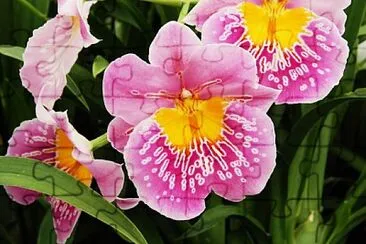 פאזל של miltonia