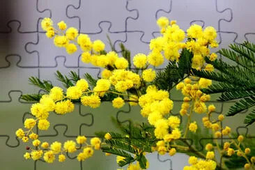 mimosa jigsaw puzzle