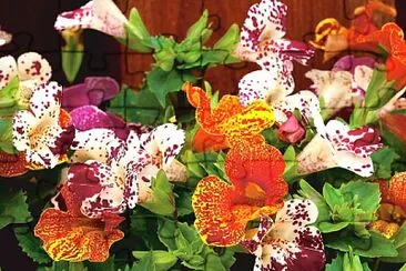 mimulus jigsaw puzzle