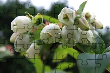 mirtillo jigsaw puzzle