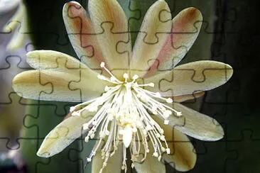 mirtillocactus jigsaw puzzle