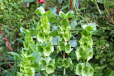 moluccella jigsaw puzzle