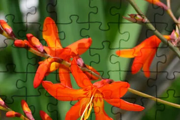 mombrezia jigsaw puzzle