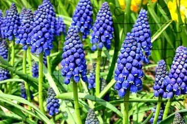 muscari