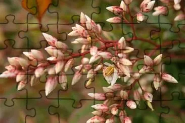 פאזל של nandina