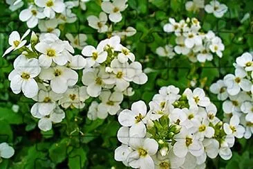 פאזל של nasturtium officinalis