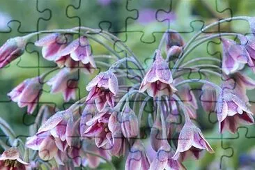 nectaroscordum siculum jigsaw puzzle