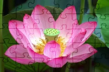 nelumbo jigsaw puzzle