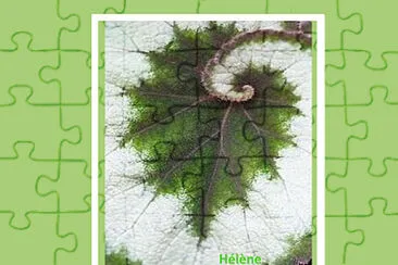 Feuilles en forme escargot jigsaw puzzle