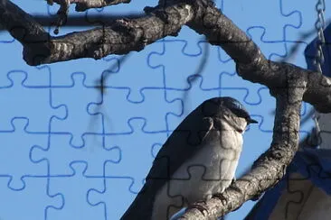 Field swallow jigsaw puzzle