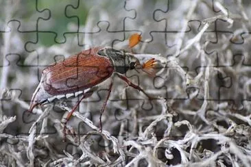 פאזל של Carabus de mai