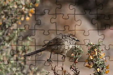 Codaspinosa codibugnolo jigsaw puzzle