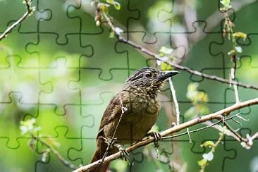 Thripadectes melanorhynchus jigsaw puzzle