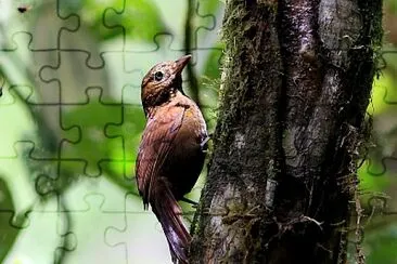 Thripadectes ignobilis jigsaw puzzle