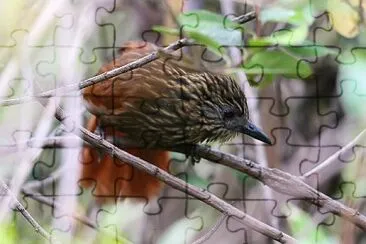 Thripadectes scrutator jigsaw puzzle