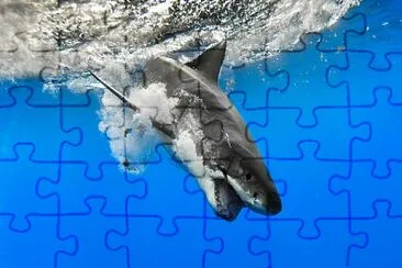 shark jigsaw puzzle