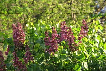 Lilacs almost out! jigsaw puzzle