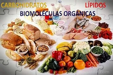 BIOMOLÃ‰CULAS ORGÃNICAS