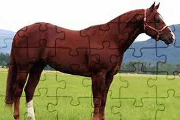 coloradisimo jigsaw puzzle