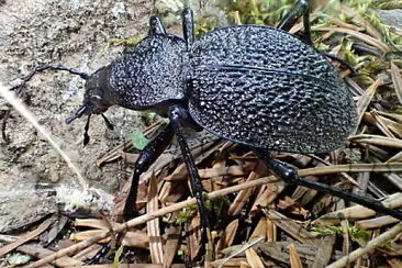 פאזל של Carabus gigas