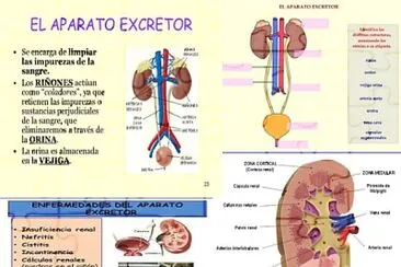 Sistema excretor