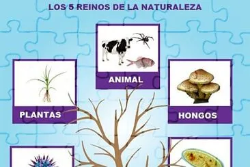 פאזל של Los reinos de la naturaleza