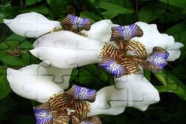 neomarica caerulea jigsaw puzzle