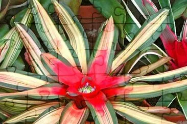 neoregelia jigsaw puzzle