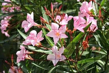 nerium oleander