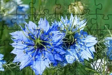 פאזל של nigella sativa