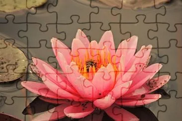 ninfea jigsaw puzzle