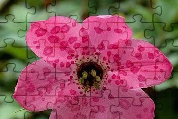 nomocharis jigsaw puzzle