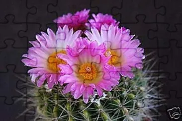 פאזל של notocactus