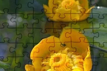 nuphar jigsaw puzzle