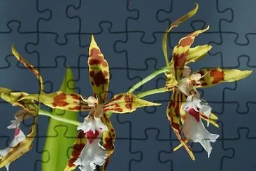 odontoglossum jigsaw puzzle