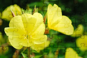 oenothera jigsaw puzzle