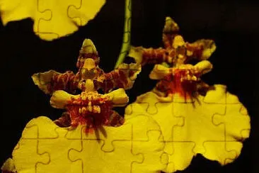 oncidium jigsaw puzzle