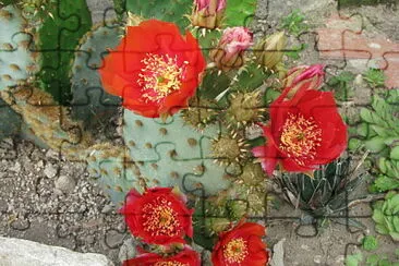 opuntia