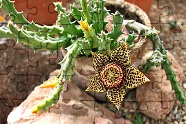 orbea variegata