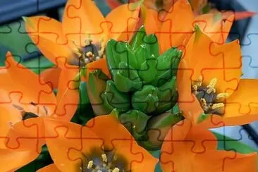 ornithogalum jigsaw puzzle