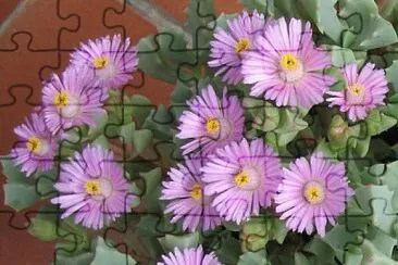 oscularia deltoides jigsaw puzzle